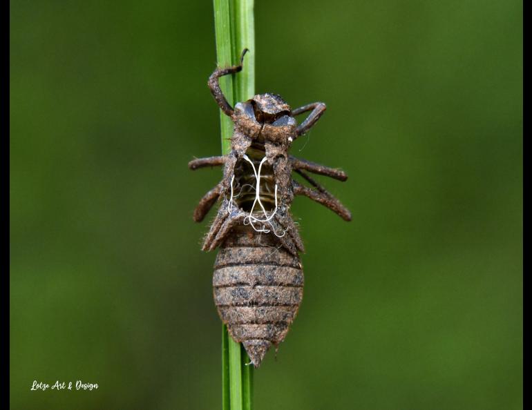 A dragonfly left behind this shell from its transformation of an Alaska dragonfly nymph stage — a fierce predator that lives underwater — to its more familiar flying stage. The white threads are the shed linings of tubes through which adult dragonflies breathe air. Photo by Brian Lotze.
