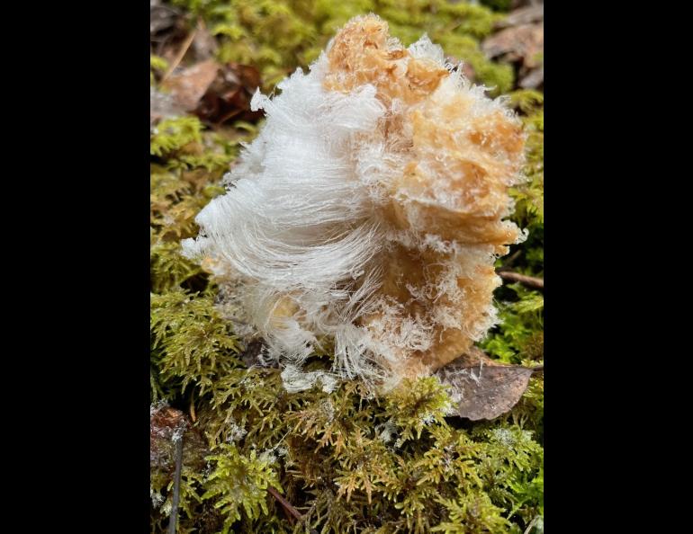 Chris Greenfield-Pastro noticed this “hair ice” on the forest floor during a recent walk in Fairbanks. Photo by Chris Greenfield-Pastro.