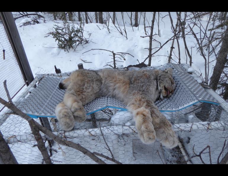 A healthy female lynx lies anesthetized for about an hour on top of the cage-trap that captured it north of the Arctic Circle. Photo by Ned Rozell.