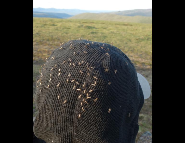 Female mosquitoes perch on Ned Rozell’s hood north of Fairbanks. Photo by Anna Rozell.