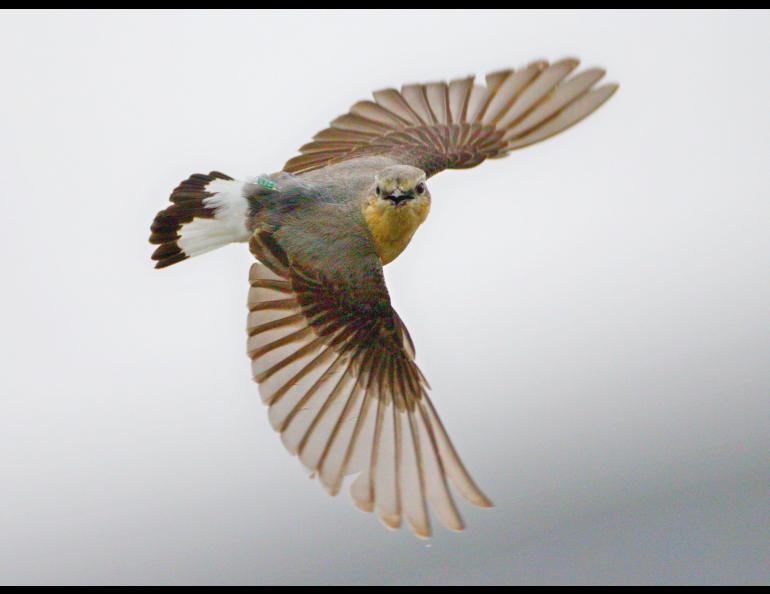 A northern wheatear near Wales, Alaska, with a geolocator device on its back. Photo by Heiko Schmaljohann, Institute of Avian Research, Wilhelmshaven, Germany.