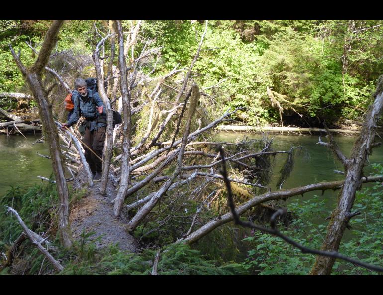 Lewis Sharman crosses a fallen Sitka spruce tree over Echo Creek just north of Lituya Bay in Southeast Alaska. Photo by Ned Rozell.