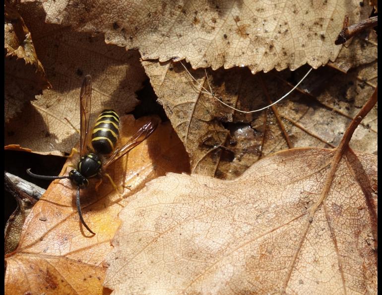 An Alaska yellowjacket in late fall. Photo by Ned Rozell.