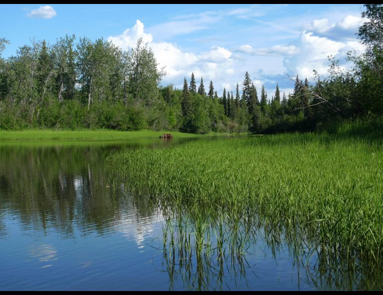 A bull moose in Fish Creek, a tributary of the Tanana River. Photo by Jason Clark.