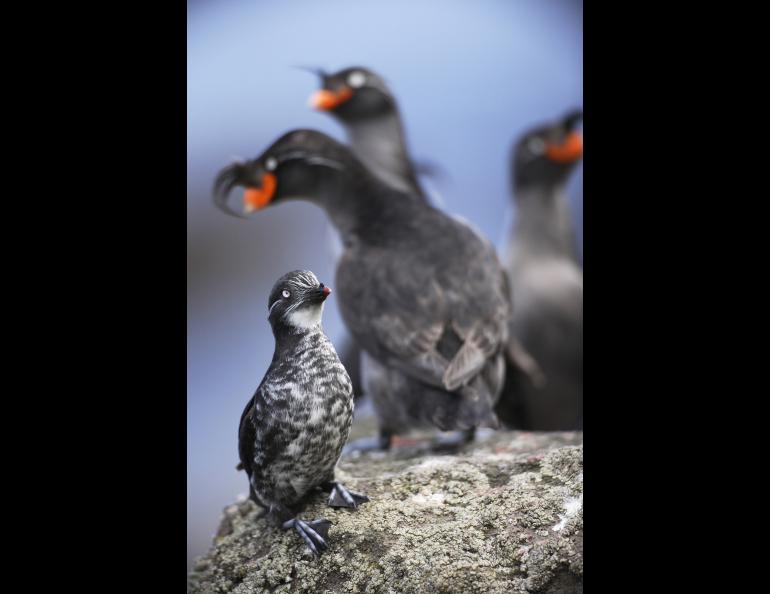 Least and crested auklets, seabirds that live in and around the Aleutian Islands. Photo by Cornelius Schlawe.
