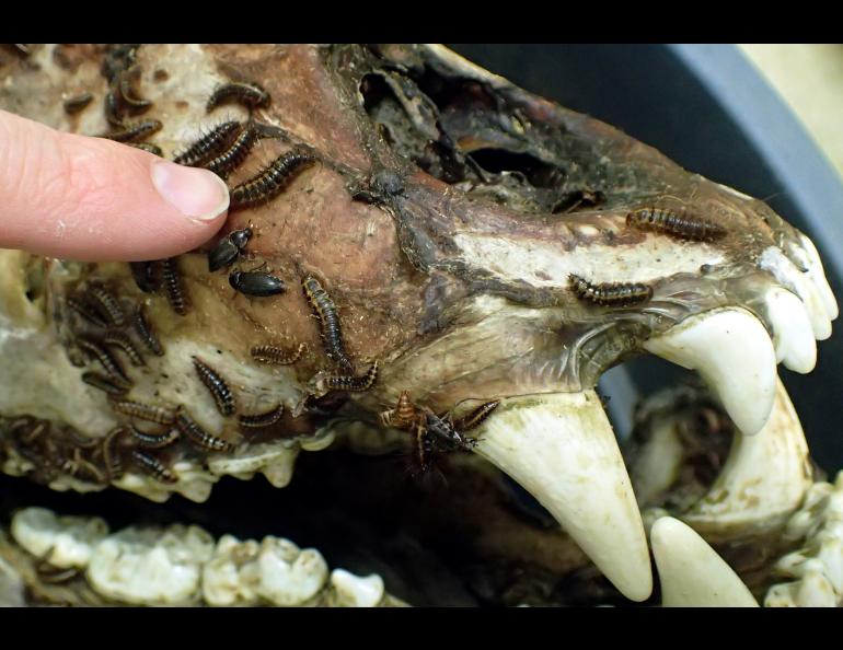 Dermestid beetles adults and larvae cleaning a grizzly bear skull in the University of Alaska Museum's beetle lab. Photo by Ned Rozell.