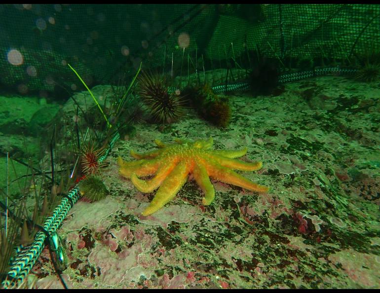 A sunflower sea star chases sea urchins that are prevented from escaping by a barrier installed by biologists offshore of Sitka. Photo by Sarah Gravem.