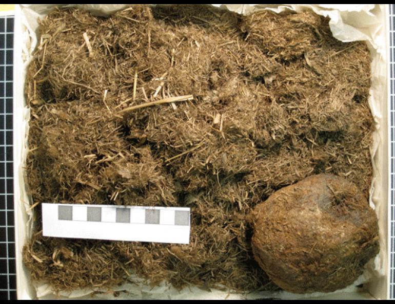 The nest and mummified remains of a ground squirrel that lived in Alaska about 20,000 years ago. Photo courtesy of Ben Gaglioti.
