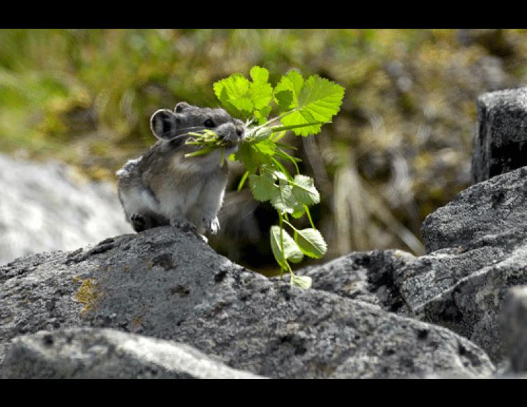 A collared pika in the Alaska Range. Photo by Moose Peterson, http://moosepeterson.com/blog/.