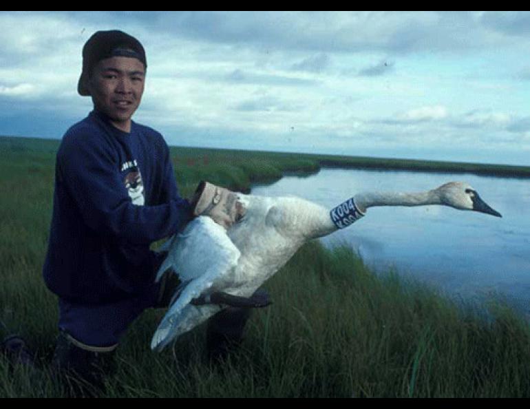  Gary Chayalkun, a student from Chevak, releases a Tundra Swan that is probably on its way back to Alaska now. Photo courtesy Craig Ely. 