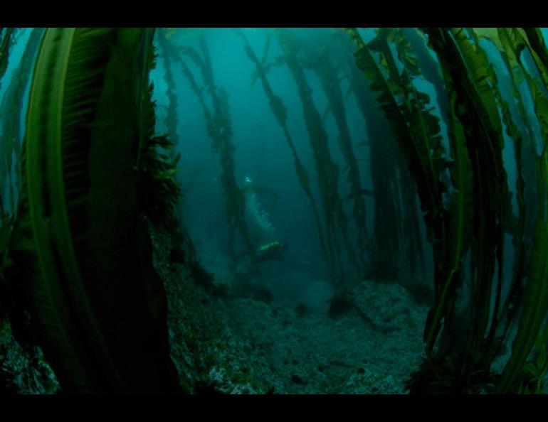  A mature kelp forest offshore of an Aleutian Island that resembles the offshore environment of Kasatochi Island prior to its August 2008 eruption. Photo by Shawn Harper.