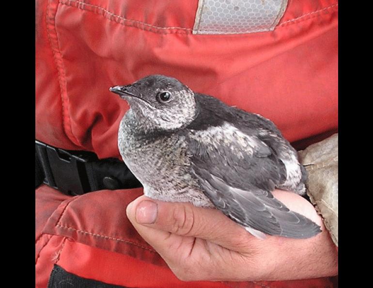 A juvenile Kittletz's murrelet, caught on the water of Kachemak Bay, Alaska. Photo by Alyson McNight, courtesy of U.S. Fish and Wildlife Service.