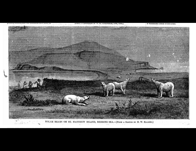  A drawing of polar bears on St. Matthew Island that appeared in Harper’s Weekly Journal of Civilization in 1875.