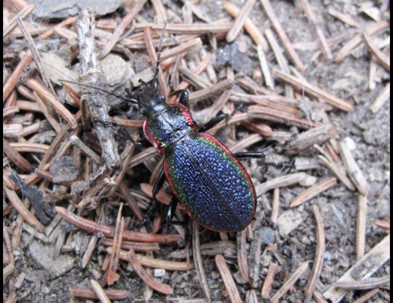  A beetle, species unknown, in a Fairbanks backyard. Photo by Ned Rozell. 