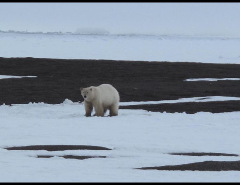  A polar bear near Barrow. Photo by Ned Rozell.
