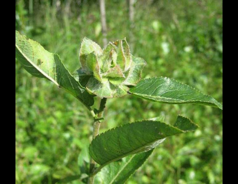 A willow rose, formed by an insect. Photo by Tommi Nyman, University of Eastern Finland