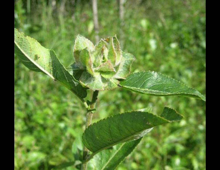  A willow rose, formed by an insect. Photo by Tommi Nyman, University of Eastern Finland 