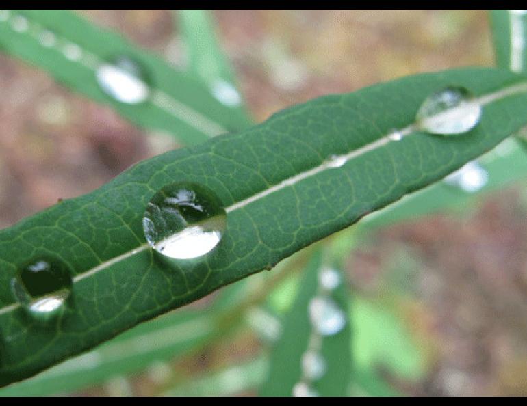  A raindrop at rest in the boreal forest. Photo by Ned Rozell.