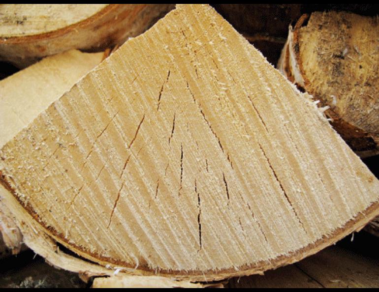  A split birch log develops cracks through which moisture escapes. Ned Rozell photo.