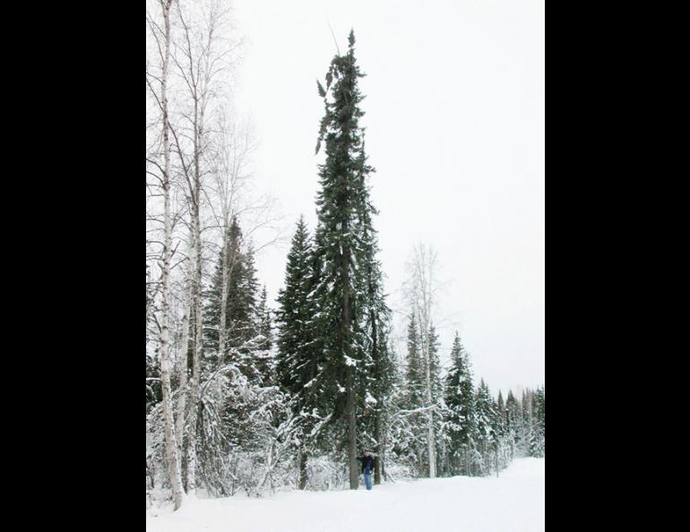 The largest black spruce tree in Alaska lives on the University of Alaska Fairbanks campus. Forester Tom Malone stands beside the tree. Ned Rozell photo.