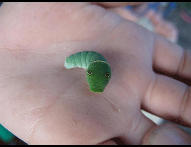  Garrett Ast of Eagle-Vail, Colorado, found this caterpillar with false eyes at Alaska’s Quartz Lake this August. Ned Rozell photo.