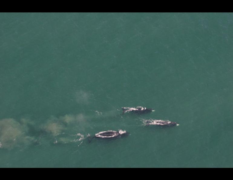  Three bowhead whales feeding north of Barrow on large concentrations of krill. NOAA photo by Craig George.