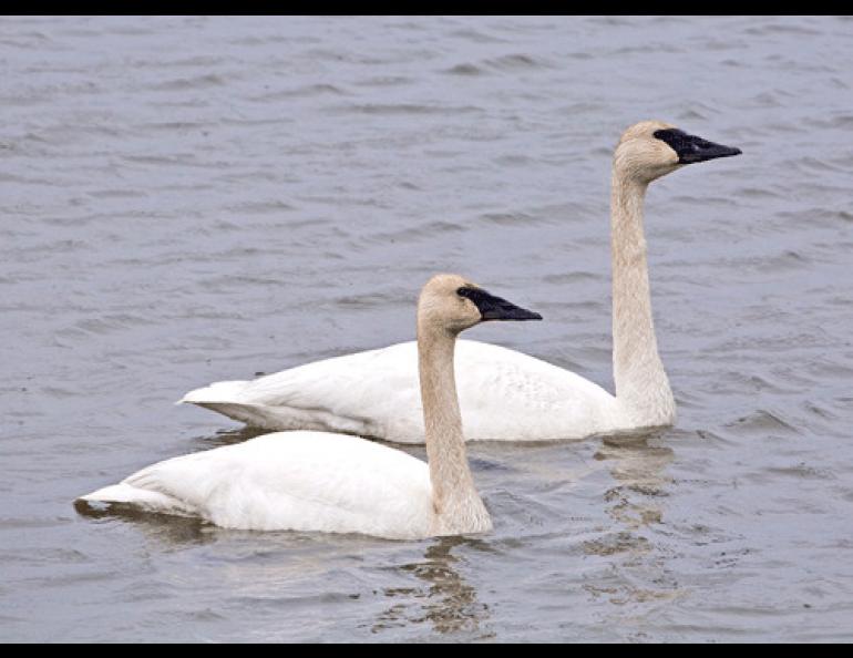 Trumpeter swans, a species that may find the Alaska of the future offers more of the ice-free days they need to hatch and raise their young. Photo by Donna Dewhurst, U.S. Fish and Wildlife Service.