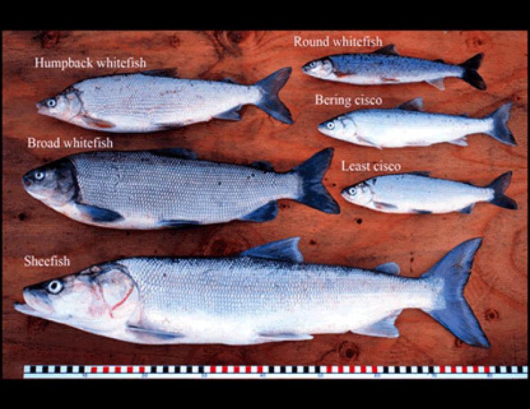 Different species of Alaska whitefish, all but the Bering cisco spawn in the Tanana River near Fairbanks. Photo by Randy Brown