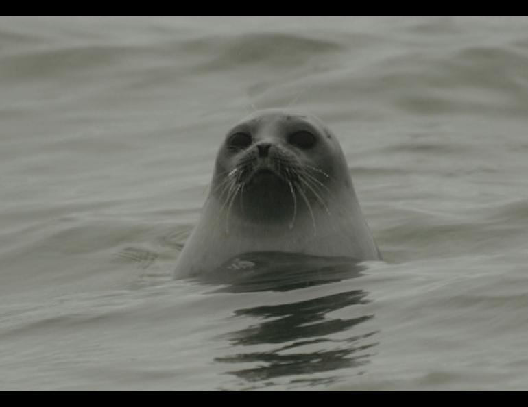 Ringed seals are master divers that can stay submerged in icy waters for longer than 30 minutes. Photo by Craig George.