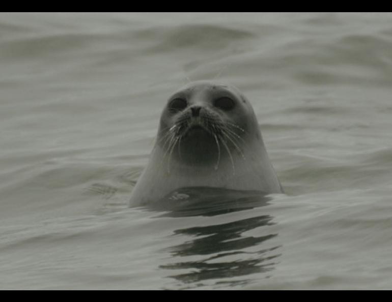  Ringed seals are master divers that can stay submerged in icy waters for longer than 30 minutes. Photo by Craig George.