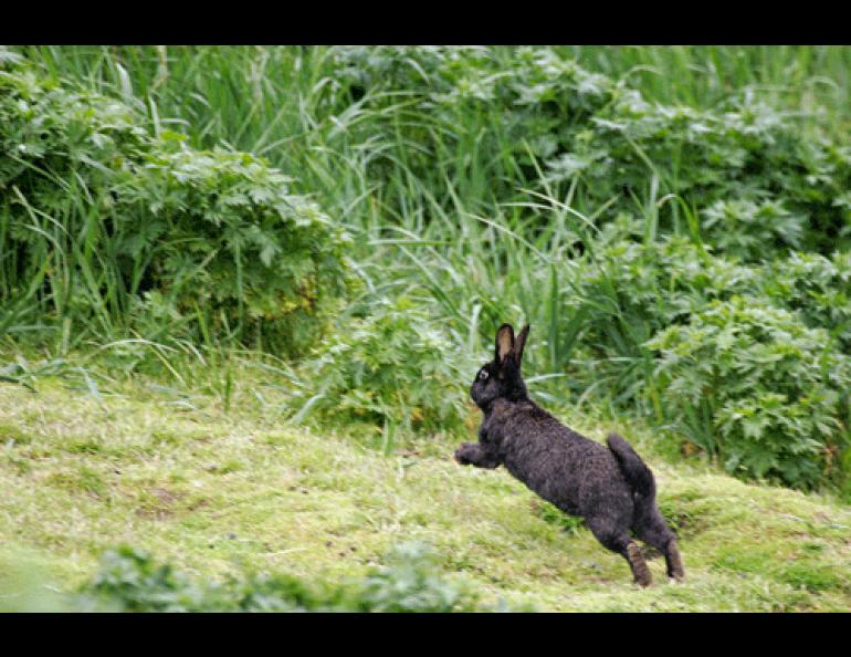 A European rabbit on Poa Island. Photos by Steve Ebbert, U.S. Fish and Wildlife Service.