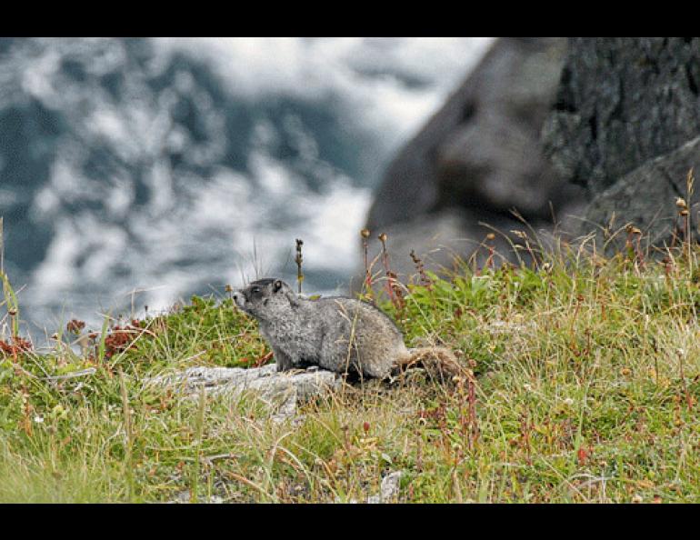 A hoary marmot on Sud Island. Photos by Steve Ebbert, U.S. Fish and Wildlife Service. 