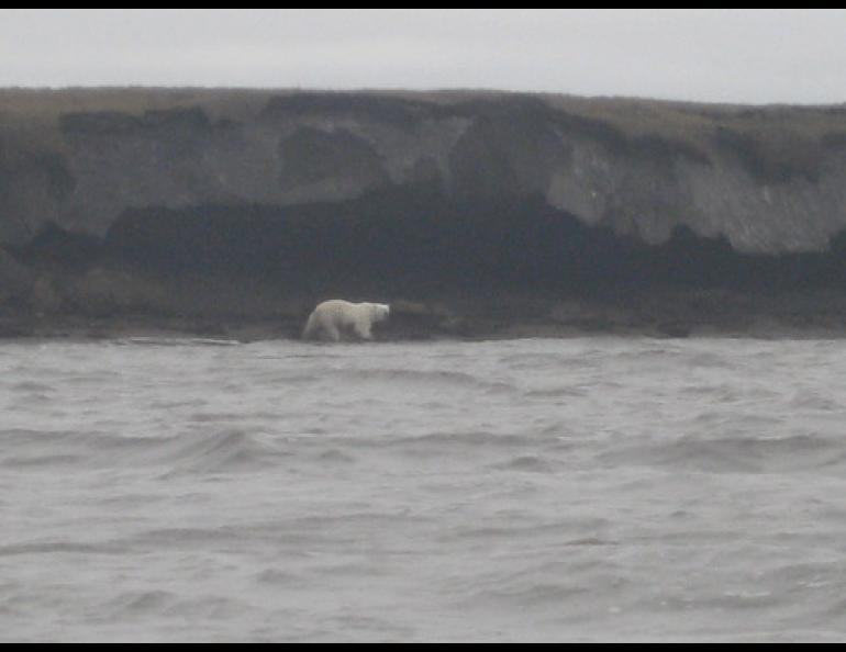  A polar bear that pursued Stacey Fritz and Ryan Tinsley as they were on a canoe trip to research DEW Line sites. Photo by Stacey Fritz. 