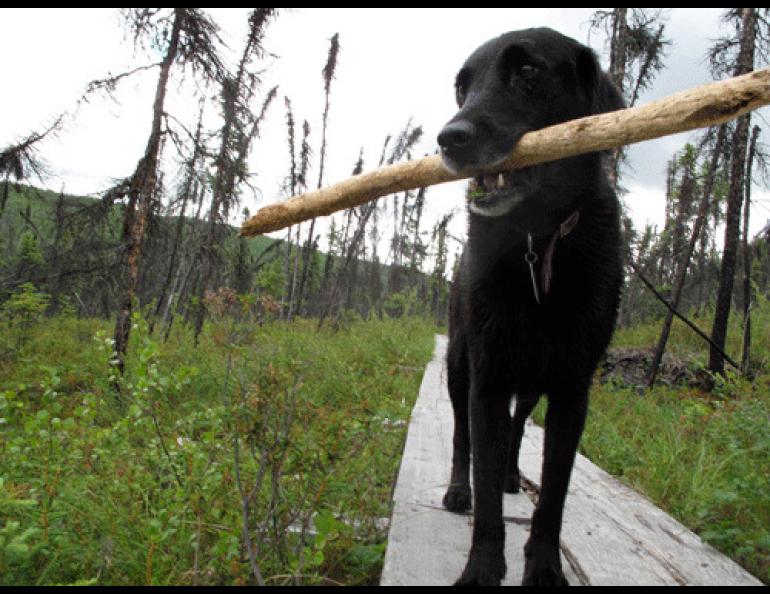 This dog, along with all the other dogs in North America, may have descended from those that accompanied people across the Bering Land Bridge thousands of years ago.