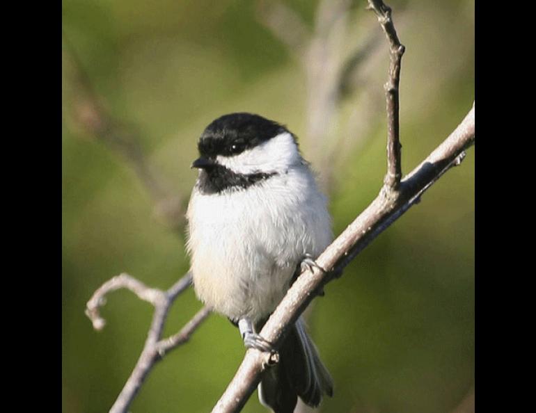 A black-capped chickadee. Photo by Donna Dewhurst, US Fish and Wildlife Service.