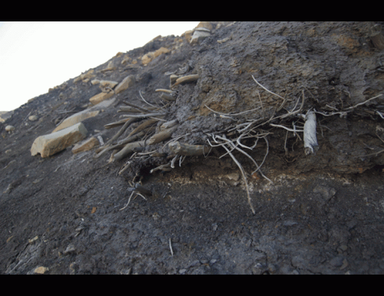 An outcropping of mummified tree remains on Ellesmere Island in Canada. A melting glacier revealed the trees, which were buried by a landslide 2 to 8 million years ago. Photos by Joel Barker, courtesy of Ohio State University