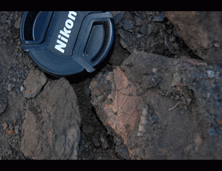 A mummified birch leaf discovered on Ellesmere Island in Canada. Ohio State University researchers and their colleagues have discovered the remains of a mummified forest that lived on the island 2 to 8 million years ago. Photos by Joel Barker, courtesy of Ohio State University