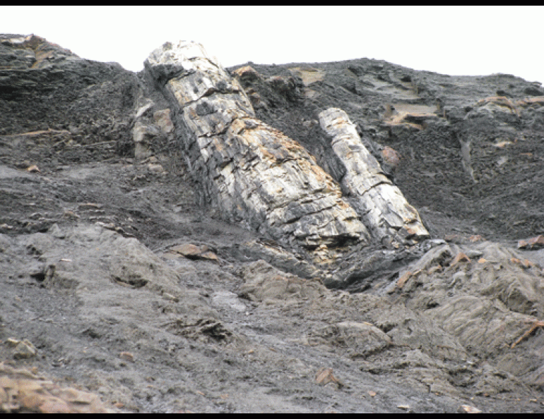 The twin stems of a 55-million year old fossil tree resting in the soil near Sutton, Alaska. Photo by Chris Williams.