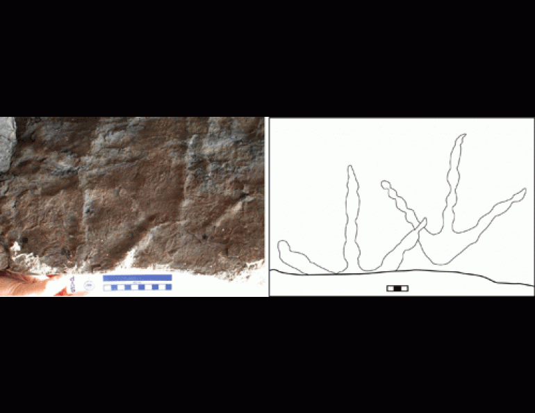 Tracks of a large, crane-like bird that walked in the Denali National Park area about 70 million years ago. Figure courtesy of Tony Fiorillo.