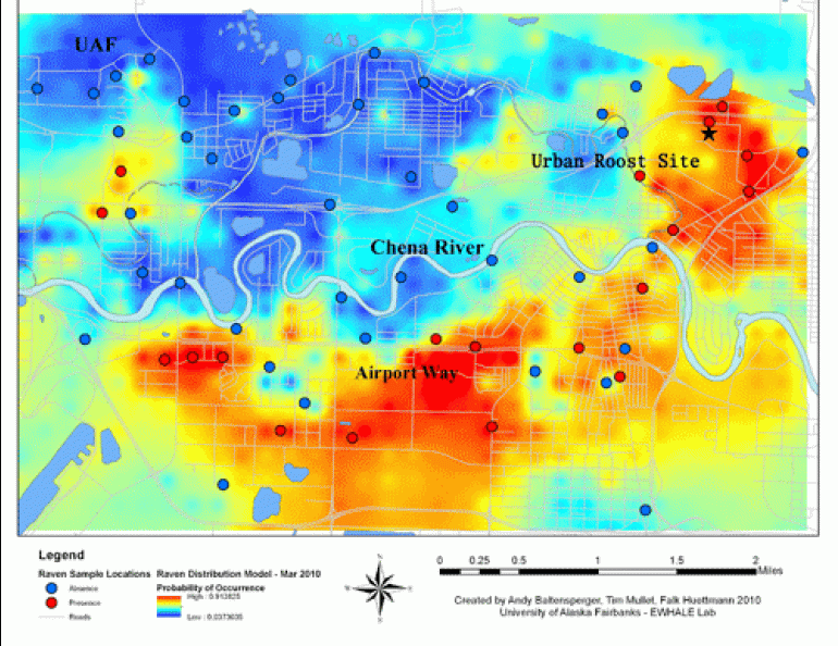 The modeled probability distribution of ravens in the Fairbanks urban area during March 2010. Warm colors indicate a higher likelihood of occurrence, while cool colors indicate a lower likelihood. Graphic by Andy Baltensperger.