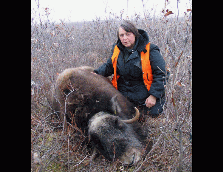 Patricia Reynolds with tranquilized musk ox. Photo by Harry Reynolds.