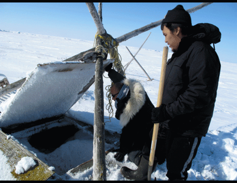 Kenji Yoshikawa and Kivalina resident Perry Hawley pry the top from an ice cellar. Photo by Ned Rozell