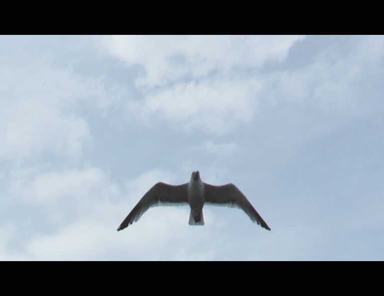 This gull swooped from its nesting site on the Yukon River to dive-bomb passing canoeists.