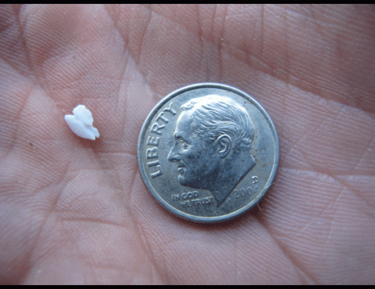 A red salmon’s otolith bone. Photo by Ned Rozell.