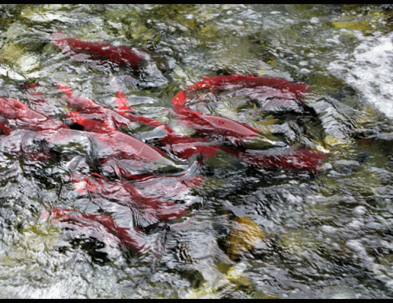 Red salmon gather at a Gulkana Hatchery fish weir that prevents them from going upstream on the east fork of the Gulkana River. Photo by Ned Rozell.