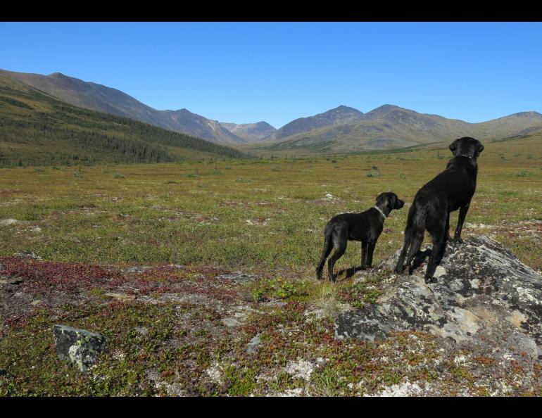 Two black dogs looking at the mountains in the distance. 