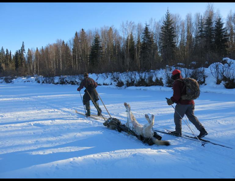 The wolf carcass being towed over the snow.