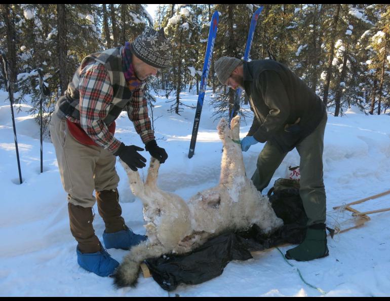 At the carcass, Tom Paragi levers the wolf — its stiff legs reaching like a dog in full stretch — out of the snowbank and back onto the trail.