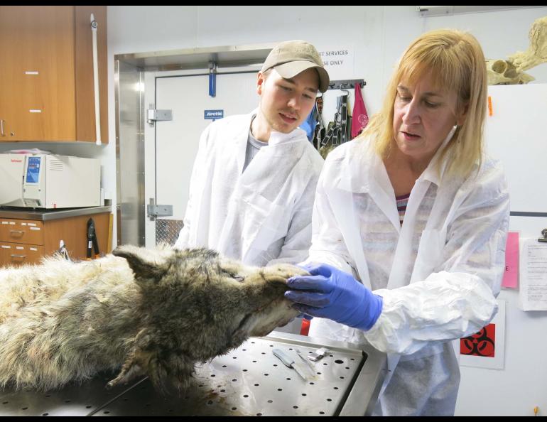 The wolf lies on a metal table, its white legs and massive paws hanging over the edge. Kimberlee Beckmen, wildlife veterinarian, wears a white lab coat and purple gloves.