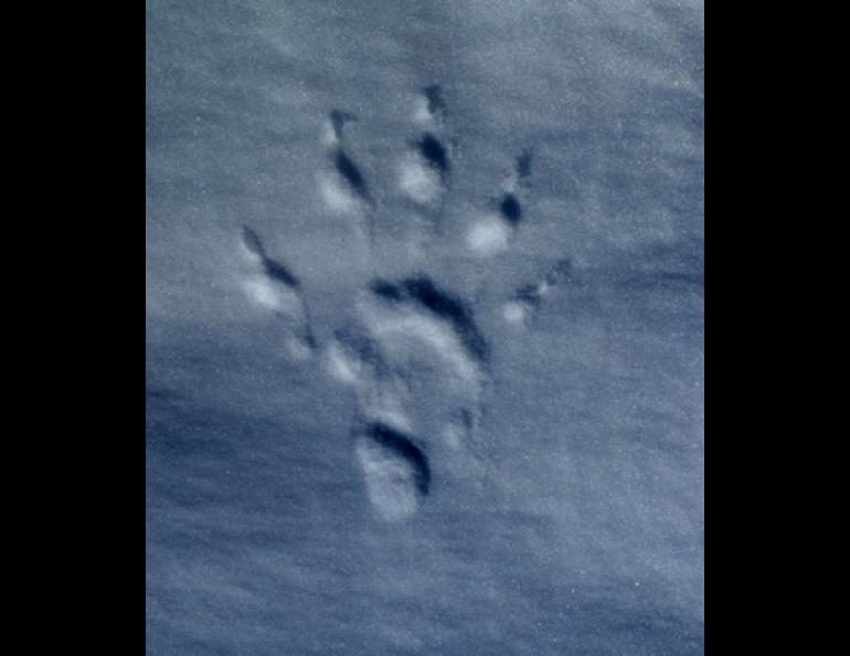 Wolverine footprint in the snow. 